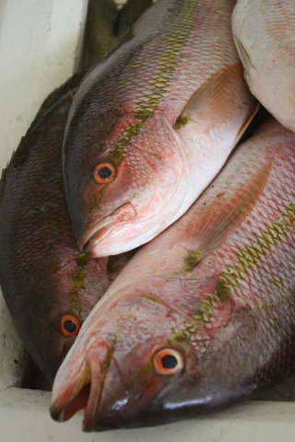 Snapper.JPG