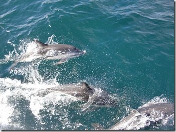Dolphins 014