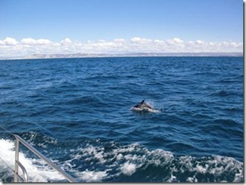 Dolphins 003