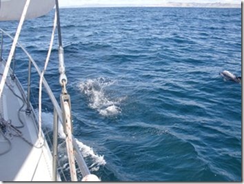 Dolphins 022