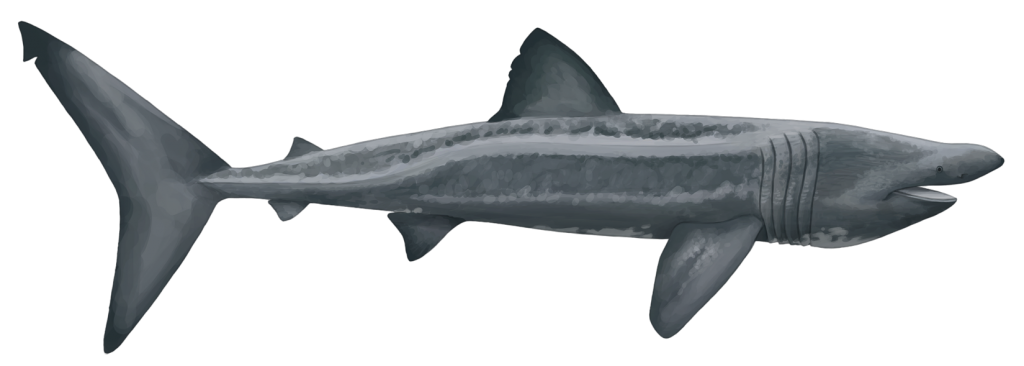 image0.png