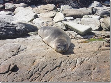 Elephant Seals 013