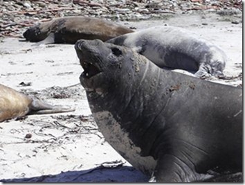Elephant Seals 043