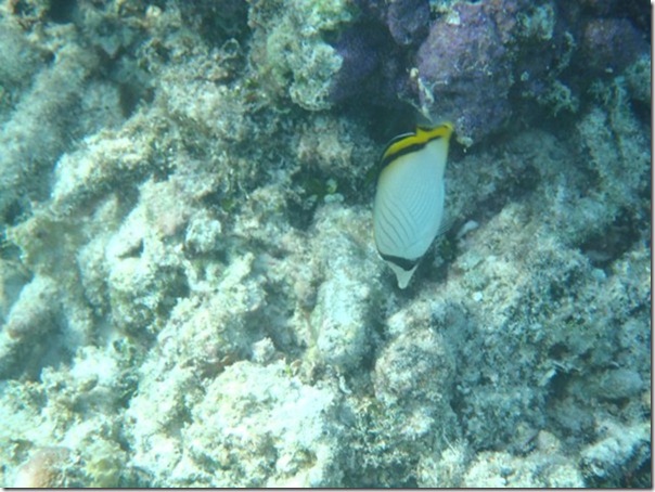 m_P5220027