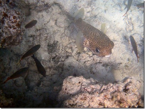 P6110018 PufferFish Fix