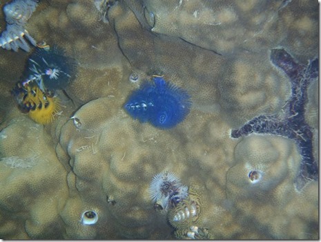 P7070029