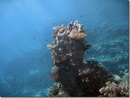 IMG_4621 Reef fix