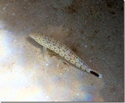 m_P8090842 Speckled Sandperch