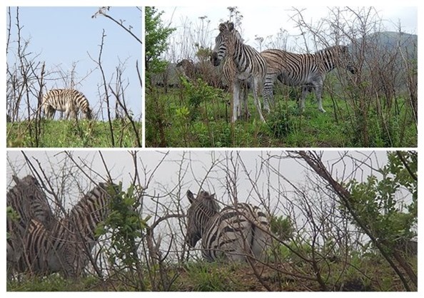 m_m_m_IMG_2395_collage zebra