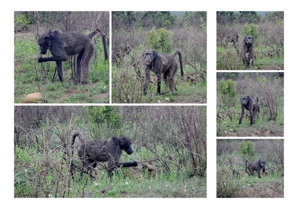 m_m_m_DSCN0642_collage baboons