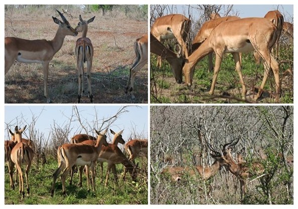 m_m_m_IMG_2407_collage impala