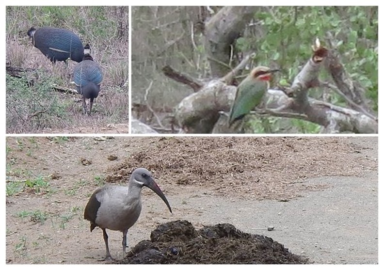 m_DSCN0703_collage birds 2