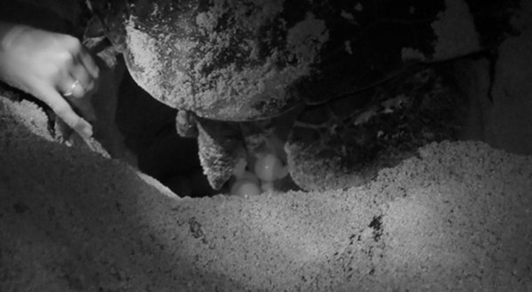 clip_image002
