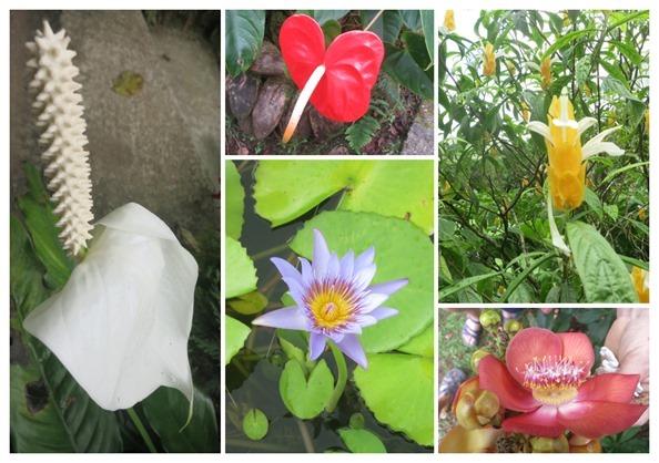 IMG_3760_collage new flowers 2