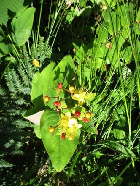 clip_image004