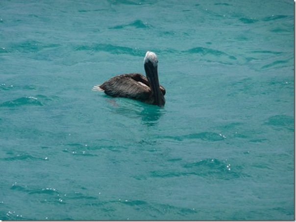 m_Cocoa Point, Barbuda-014