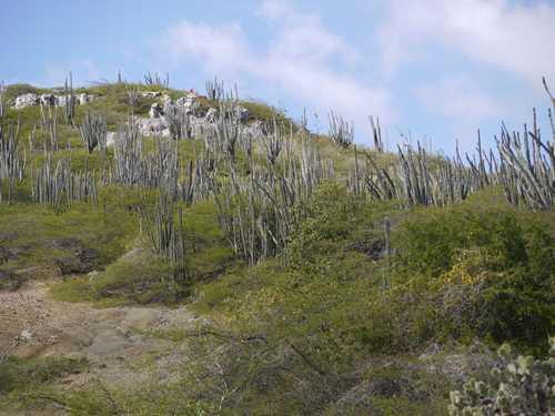 m_P1010512.jpg