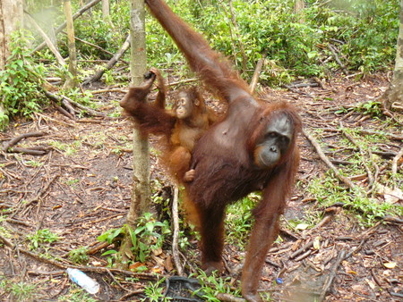I may be getting on a bit but I'm still an orang-utan