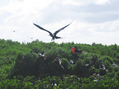 Magnificent frigate birds
