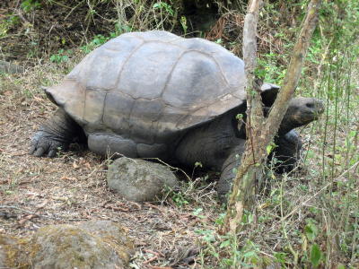 Found! Our first giant tortoise.