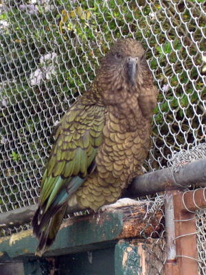 A Kea, a very intelligent bird.