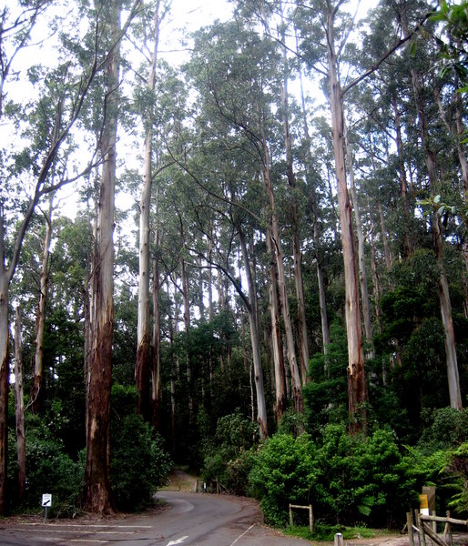 Off to the Dandenongs