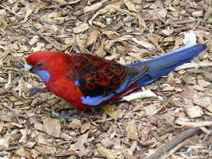 Crimson Rosella