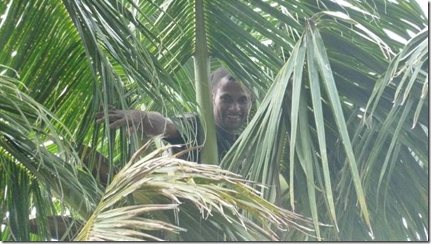 m_Frank in the tree