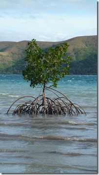 m_Viani Bay 046