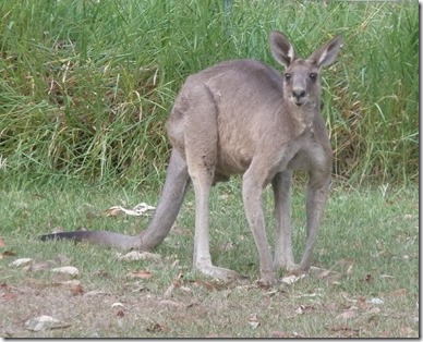 m_Brisbane visits and kangoroos 121