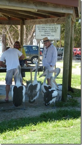 m_Coffs Hbr to Port Stephen 244