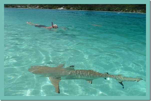 m_Moorea 20152