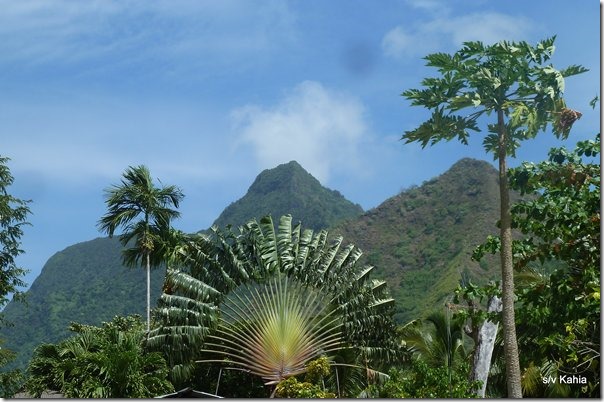 m_Moorea 2 028