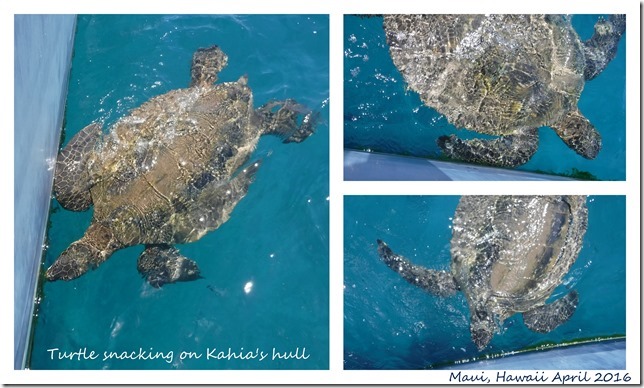Maui Turtle snacking-001