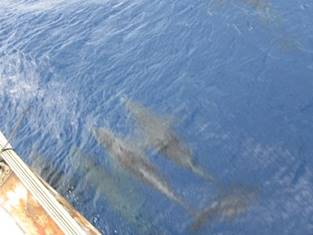 m_IMG_2325 (1)
