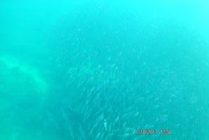 m_Sardines