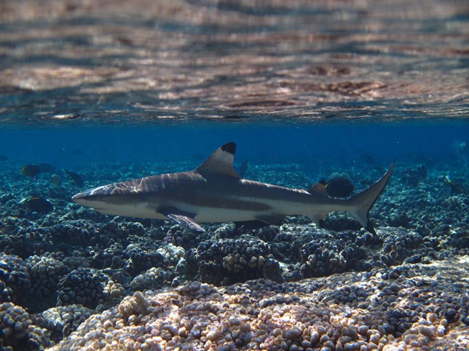 m_Tuamotus 009.jpg