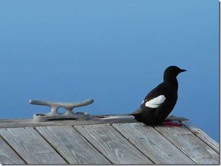 ORONSAY8ireland 017
