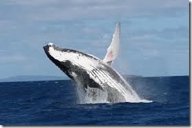 Whales 1 (275x183)