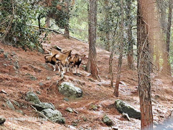 A group of animals walking on a hill
Description automatically generated