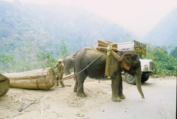 729 08 Elephant and enormous log resized.jpg 729 08 Elephant and enormous log resized.jpg