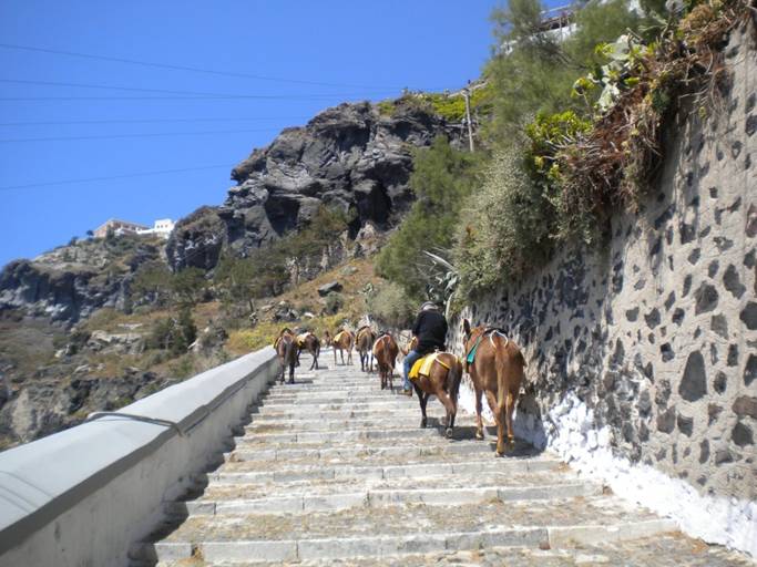 Donkey climbing stairs.JPG