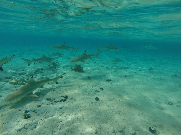 m_GOPR0553.jpg