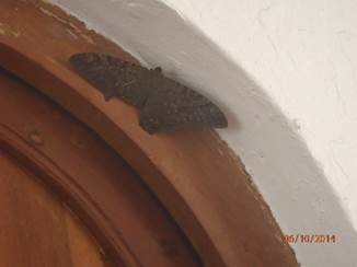 clip_image052