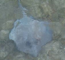 clip_image038
