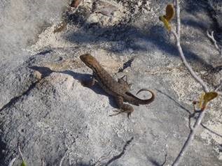 clip_image028