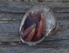 clip_image032