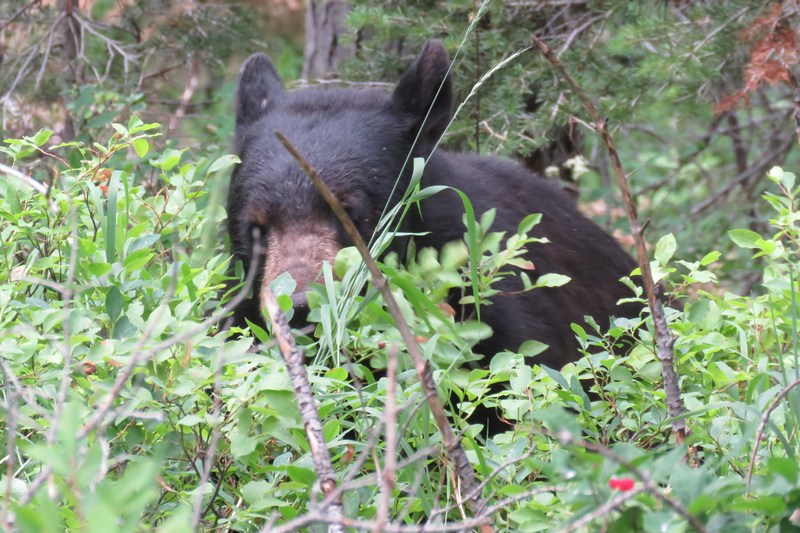 bear