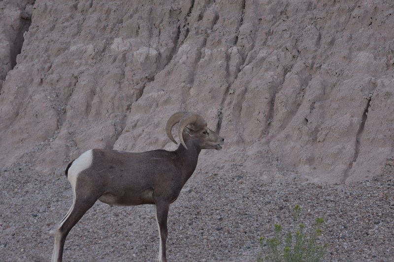 deer
