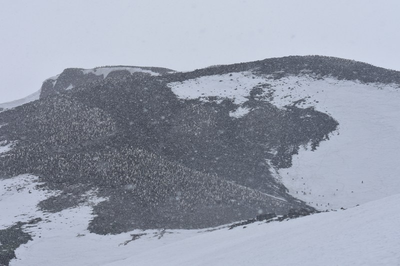 baily head